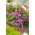 Pink Rock Cress seeds - Arabis alpina - 1410 seeds