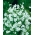 연간 아기의 호흡 "Covent Garden"- 흰색; 화려한 아기의 숨결 - 2520 종자 - Gypsophila elegans - 씨앗