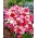 Curcubeu roz "Hedwiga Baby Doll" - mix de varietate; China roz - 990 semințe - Dianthus chinensis