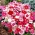 Curcubeu roz "Hedwiga Baby Doll" - mix de varietate; China roz - 990 semințe - Dianthus chinensis
