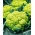 กะหล่ำดอก "เทรวี F1" ที่มีหัวสีเขียว - Brassica oleracea L. var.botrytis L. - เมล็ด