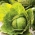 Savoy lahana "Roma Polana" - tatlı ve lezzetli - 325 tohum - Brassica oleracea var. sabauda  - tohumlar