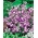 紫色の中国の家。無邪気 -  338種子 - Collinsia heterophylla - シーズ