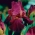 القزحية الجرمانية الأحمر الداكن - بصلة / درنة / جذر - Iris germanica