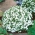 Lobelia Riviera Beyaz tohumlar - Lobelia erinus - 3200 tohumlar
