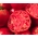 Tomaatti - Pink Oxheart - käsitellyt siemenet -  Lycopersicon esculentum