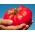 Tomaatti Rapsberry Oxheart - 10 grammaa - 5000 siemenet - Lycopersicon esculentum