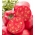 Paradicsom Szív alakú – Rapsberry pole, odrůda rapsberr Oxheart - 10 gramm - 5000 magok - Lycopersicon esculentum