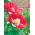 Opijumski mak "Danska zastava", krupni mak - 1000 sjemenki - Papaver somniferum - sjemenke