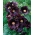 Graines de rose trémière noire - Althaea rosea var. nigra - 35 graines - Alcea rosea var. Nigra