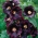 Sementes de malva-rosa preta - Althaea rosea var. nigra - 35 sementes - Alcea rosea var. Nigra