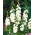 Sementes brancas duplas de Hollyhock Chater - Althea rosea fl. pl. - 50 sementes - Althaea rosea