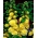 Alcea, Hollyhocks Yellow - čebulica / gomolj / koren - Althaea rosea
