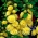 Alcea, Hollyhocks Sarı - ampul / yumru / kök - Althaea rosea
