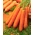 Καρότο "Berlikumer 2" - μεσαία όψιμη ποικιλία - ΣΠΟΡΟΙ ΣΠΟΤΟΥ - Daucus carota ssp. sativus  - σπόροι