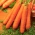 Carrot "Berlikumer 2" - medium late variety - SEED TAPE