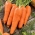 गाजर "गैलिसिया" - मध्यम-प्रारंभिक किस्म - 2550 बीज - 