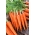 Carrot Major seeds - Daucus carota - 1275 seeds