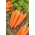 Carrot Koral seeds - Daucus carota - 4250 seeds