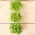 Microgreens - citronová bazalka "Mrs Burns" - mladé listy s výjimečnou chutí - 1950 semen - Ocimum citriodorum - semena