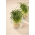 Allium fistulosum - Microgreens - frø