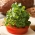Microgreens - Grünkohl - junge, leckere Blätter