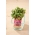 Microgreens - Repolho - vermelho - 1080 sementes - Brassica oleracea,convar. capitata,var. rubra.