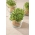 Microgreens - موشک، راگولا - برگ جوان با طعم استثنایی - 620 دانه - Eruca vesicaria