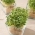 Microgreens - ракета, рукола - млади листа с изключителен вкус - 620 семена - Eruca vesicaria