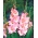 גלדיולוס רוז רוז - 5 בצל - Gladiolus