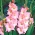 Gladiolus Rose Supreme - 5 bebawang