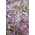 Mizuna rouge, Kyona, Moutarde Japonaise - 1500 graines - Brassica rapa var. Japonica