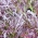 Mizuna merah, kyona, mustard Jepun - 1500 biji - Brassica rapa var. Japonica - benih