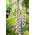 זרעים דיגיטליות אלסי קלסי - דיגיס פורפורה - 1000 זרעים - Digitalis purpurea