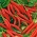 Vruća paprika "Cayenna" -  Capsicum annuum - Cayenna - sjemenke