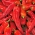 Hot Pepper Rokita seeds - Capsicum annuum - 68 seeds