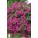페튜니아 "캐스케이드"- 스칼렛 - 12 종자 - Petunia x hybrida pendula - 씨앗