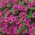 矮牵牛“级联” - 猩红色 -  12粒种子 - Petunia x hybrida pendula - 種子