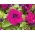 핑크 Petunia 종자 - Petunia x hybrida fimbriata - 80 종자 - Petunia x hybrida fimbriatta  - 씨앗