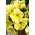 노란색 피튜니아 씨앗 - Petunia x hybrida grandiflora - 80 종자