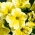 Petunia Grandiflora - dzeltens - 80 sēklas - Petunia x hybrida