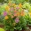 Kandelabra Primrose blandede frø - Primula kandelabra hybr. - 60 frø - Primula praetinens
