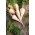 パセリ「ヴィスワ」 -  4500種子 - Petroselinum crispum  - シーズ