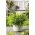 حديقة صغيرة - بقدونس أوراق الشجر مع أوراق ناعمة - لشرفات وثقافات الشرفة - Petroselinum crispum  - ابذرة