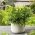 Mini vrt - listni peteršilj z gladkimi listi - za kulturne terase in balkone - Petroselinum crispum  - semena