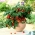 Cà chua "Balkoni Red F1" - để trồng ban công - Lycopersicon esculentum Mill. - hạt