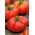 Obrie paradajka "Brutus" - ovocie s hmotnosťou do 2 kg - Lycopersicon esculentum Mill  - semená