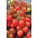 Domates "Gartenperle" - canlı kırmızı, kiraz tipi meyve - Lycopersicon esculentum Mill  - tohumlar