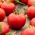 بذور الطماطم كراكوس - ليكوبيرسيكون اليكوبيرسيكوم - 320 بذور -  Lycopersicon esculentum Mill.  - ابذرة