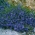 Speedwell Royal Blue seeds - Veronica teucrium - 300 biji - benih